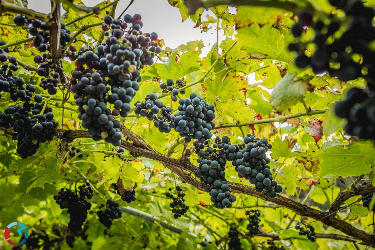 Bruidsfotograaf in Bergeijk op een wijngaard