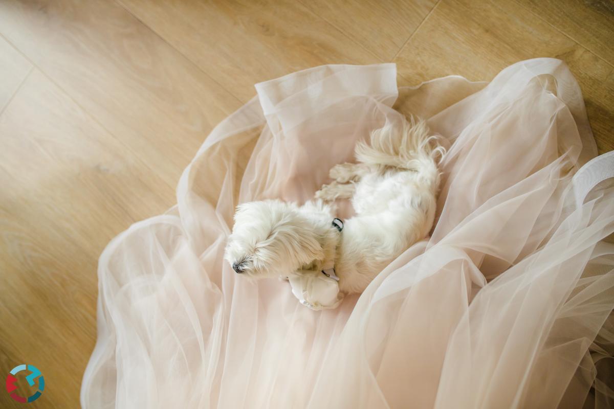 Hondje zit op de sleep van een trouwjurk.