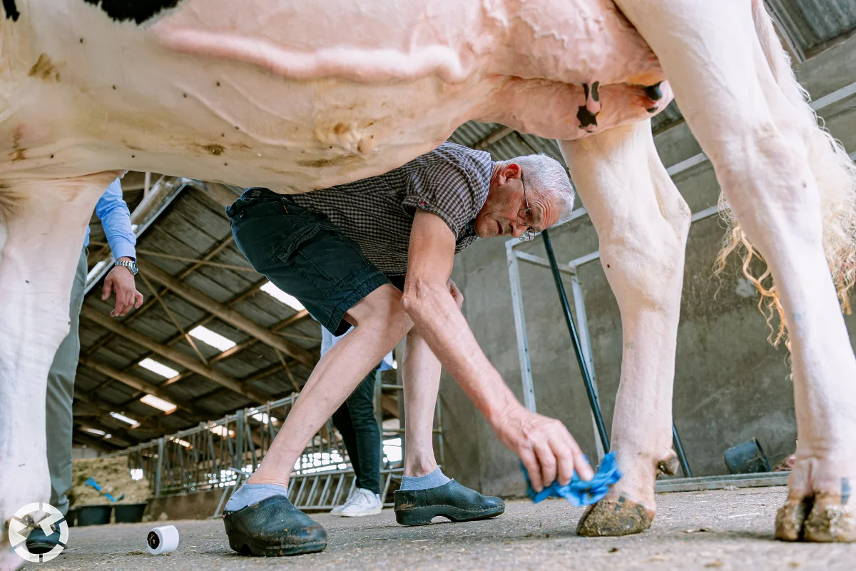 man poetst koeienhoef in een koeienstal