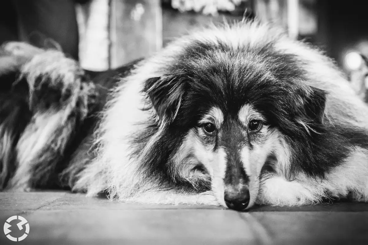 Hond van het bruidspaar dat braaf op de grond ligt tijdens de reportage.
