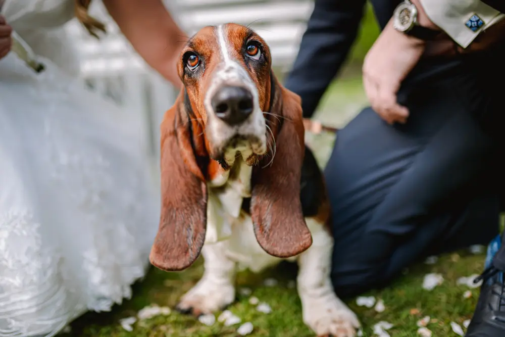 Basset hound poseert met zijn baasjes op hun trouwdag gefotografeerd door Met Licht Geschreven Fotografie