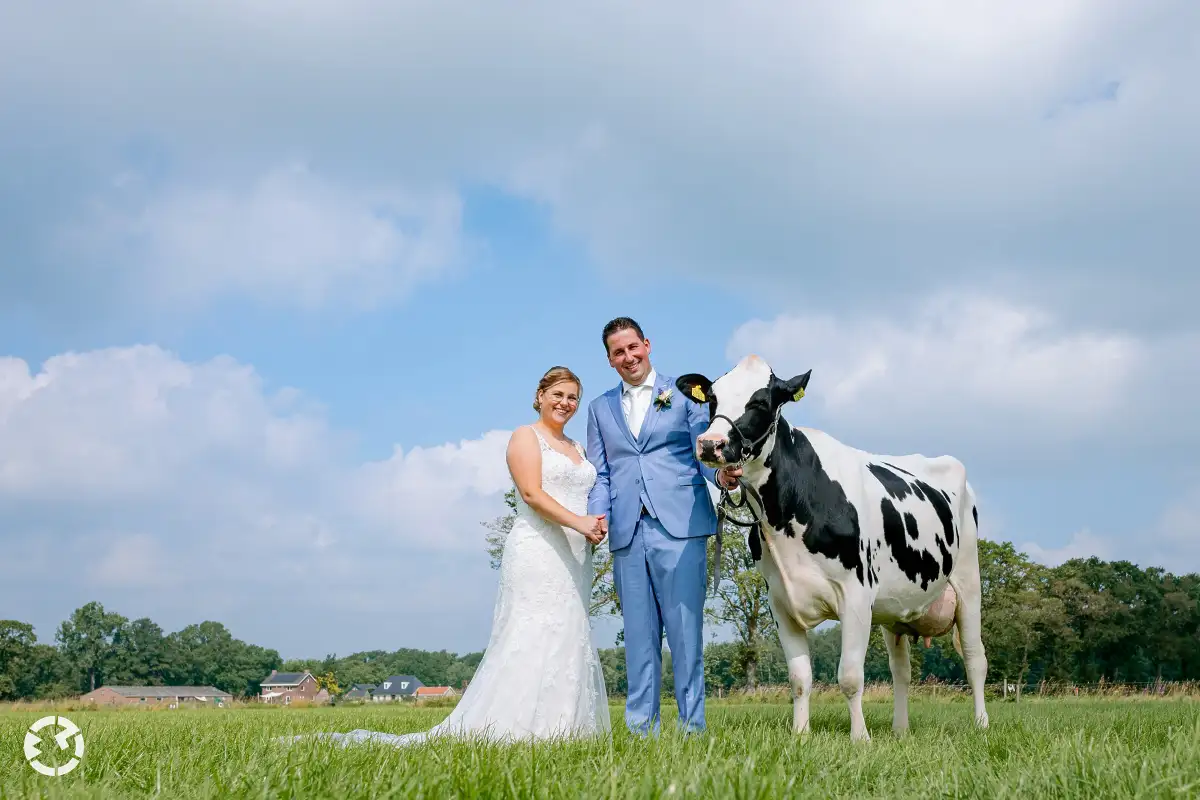 Bruidspaar poseert met koe in een wei tijdens fotoreportage.