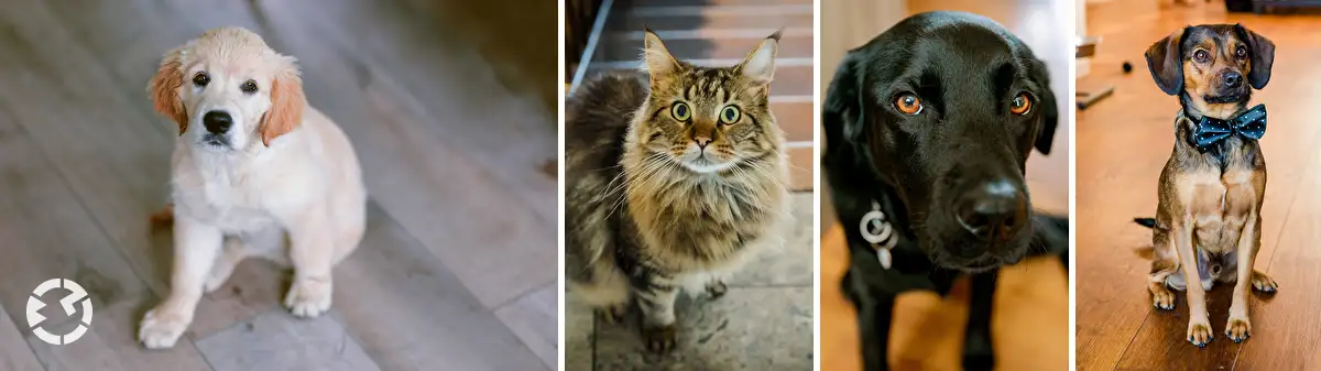 Portretfoto van honden en kat.