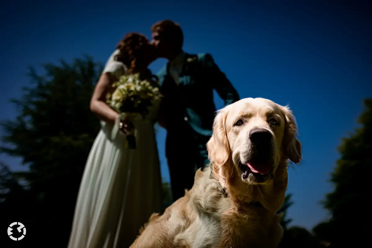 Bruidspaar in schaduw kust elkaar met op de voorgrond een golden retriever half in de zon