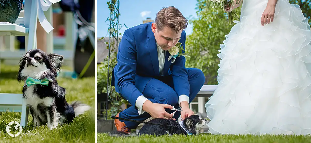 Kleine hond op een bruiloft die de ringen heeft.
