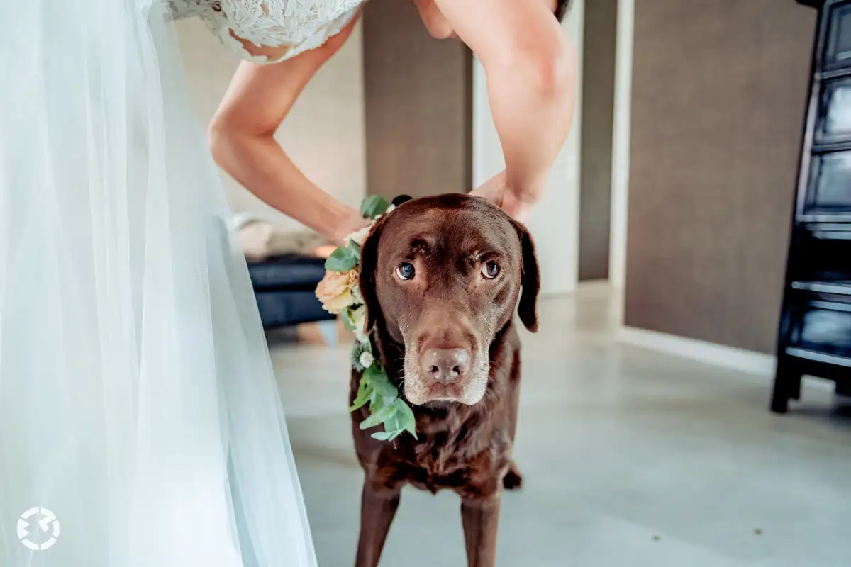 Hond krijgt krans met bloemen om.