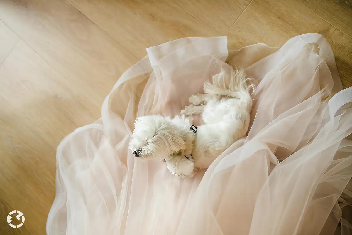 Kleine witte hond zit op sleep van trouwjurk van bovenaf gefotografeerd. 