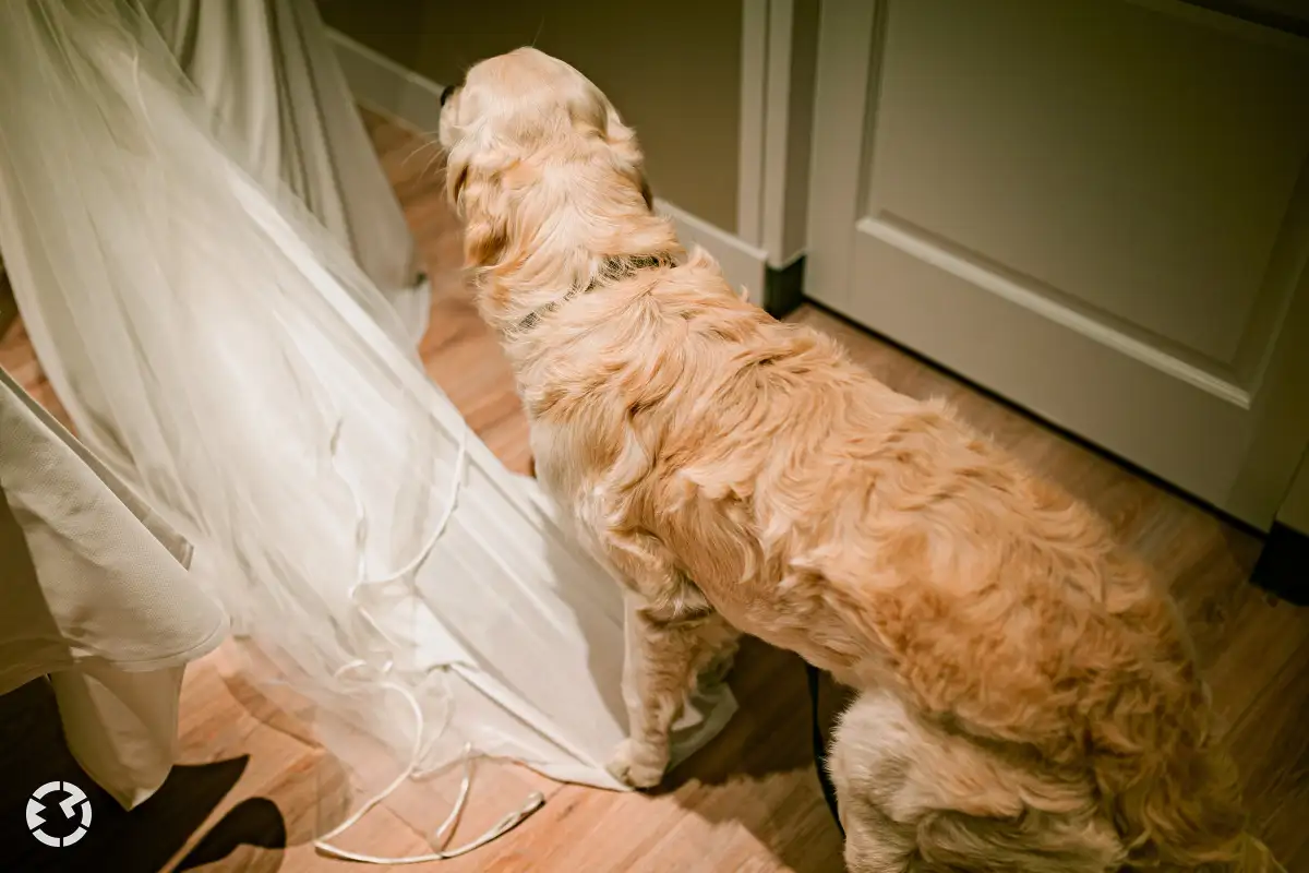 Hond staat met voor poten op sleep van trouwjurk.