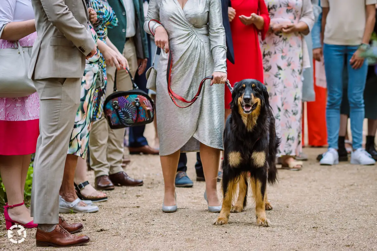 Grote hond wacht braaf tussen gasten van een bruiloft.