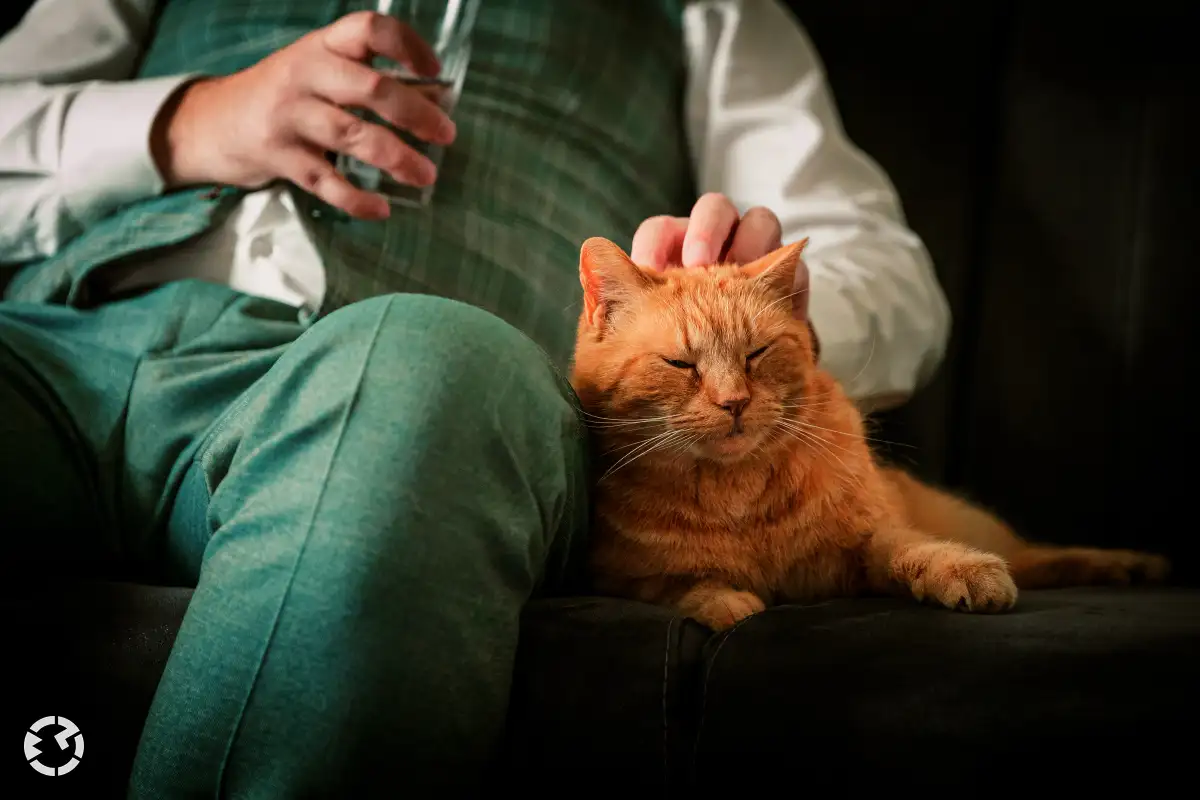 Oranje kat krijgt een kroel op zijn kopje van bruidegom die naast hem op de bank zit.