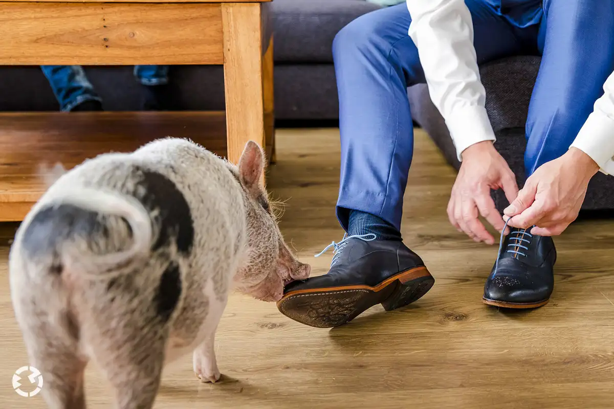 Klein varkentje knabbelt in huis aan schoen van bruidegom.