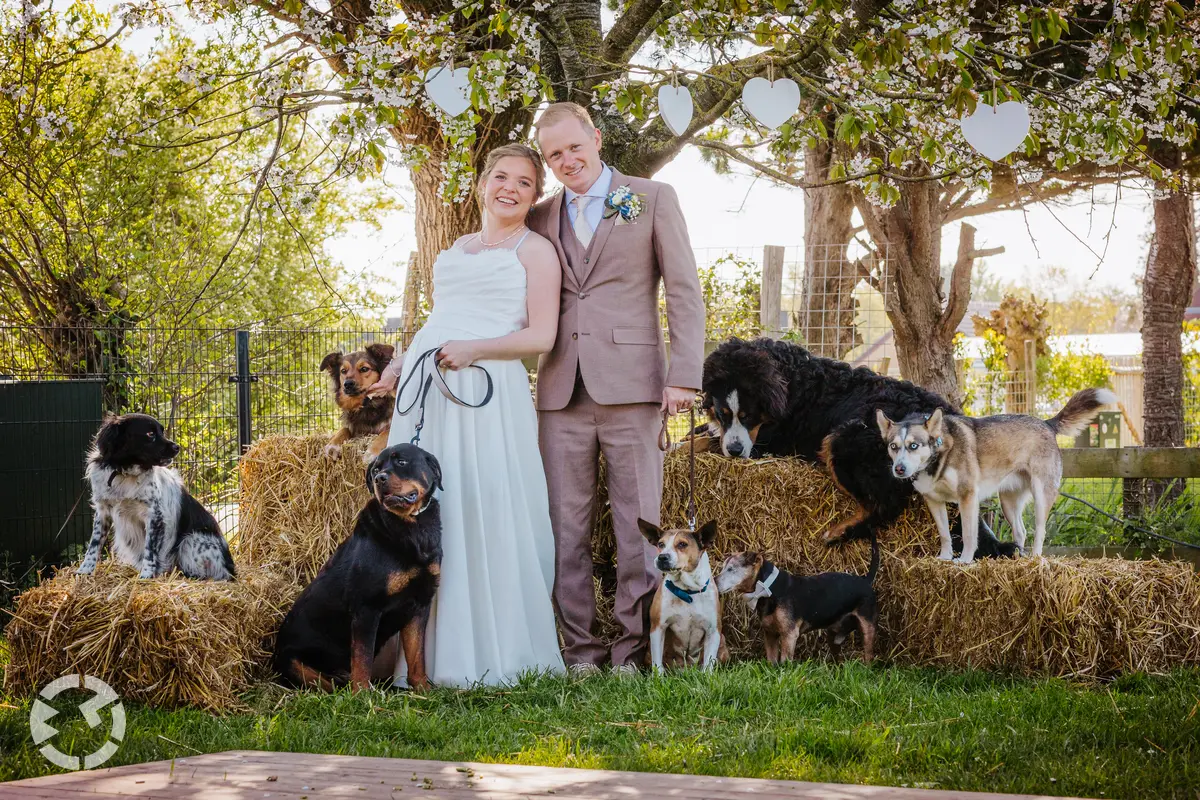Bijzondere fotoreportage op een bruiloft met honden in Zuidholland.