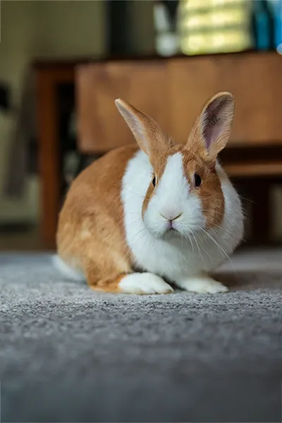 Fotograaf trouwfotograaf bruidsfotograaf Hilvarenbeek Loon op Zand Raamsdonksveer